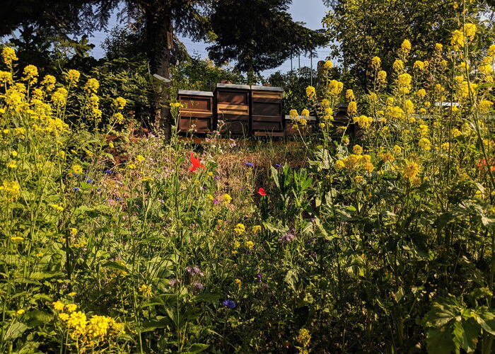 CONTAO_NATURE_THEME_Bienenstöcke_in_Wildblumenwiese